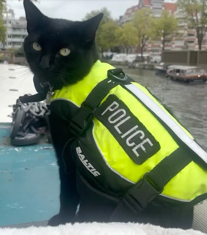 Amsterdam hat die erste Polizeikatze der WeltKater Nimis aus Amsterdam ist zu e...