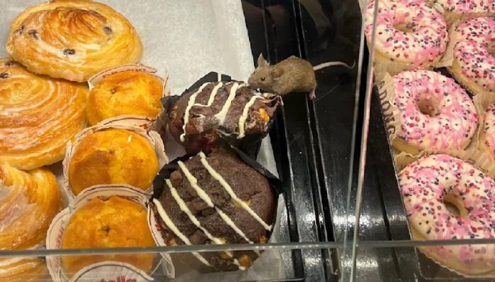 Und nun zu den wirklich wichtigen Nachrichten: Maus in Kölner Bäckerei stibitzt ...