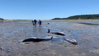 USA: Dutzende Delfine stranden vor Cape CodAn der Küste von Cape Cod im US-Bunde...