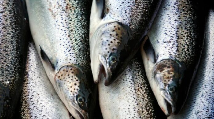 Diebe stehlen 17 Tonnen Lachs aus Lastwagen – Polizei sucht Diebe stehlen 17 Tonnen Lachs aus Lastwagen – Polizei sucht Täter