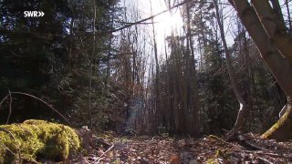  Heilende Ernährung aus dem Wald.Dr. Markus Strauß über die köstlichkeiten des W...