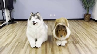 Japaner Toco identifiziert sich als Hund und lebt im Hundekostüm. Sein Outfit li...