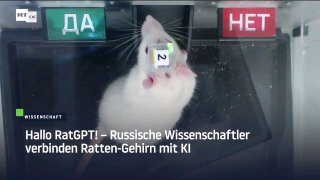  Russische Wissenschaftler verbinden Ratten-Gehirn mit KI Wissenschaftler des ru...