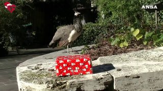 Tiere in italienischem Biopark bekommen WeihnachtsgeschenkeNiemand sollte zu Wei…