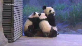 Berliner Zoo: Leni und Lotti mit Mama Meng Meng vereintBei den Pandas im #Berli…