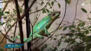 Bayern: Passant rettet Pantherchamäleon von WertstoffhofEin aufmerksamer #Passan…