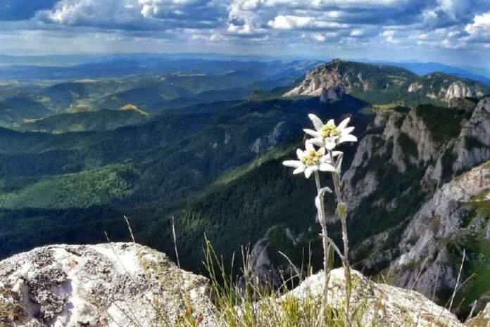 Das EdelweißDas Edelweiß, auch bekannt als Leontopodium alpinum, ist eine Das EdelweißDas Edelweiß, auch bekannt als Leontopodium alpinum, ist eine in den...