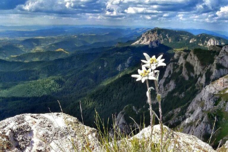 Das EdelweißDas Edelweiß, auch bekannt als Leontopodium alpinum, ist eine in den...