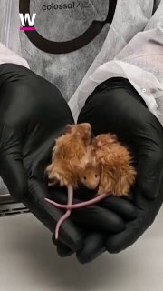  Sie haben es tatsächlich getan: US-Forscher haben zum ersten mal eine gentechni...