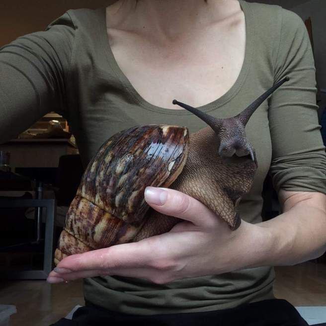  Die afrikanische RiesenschneckeDie afrikanische Riesenschnecke Achatina achatin...